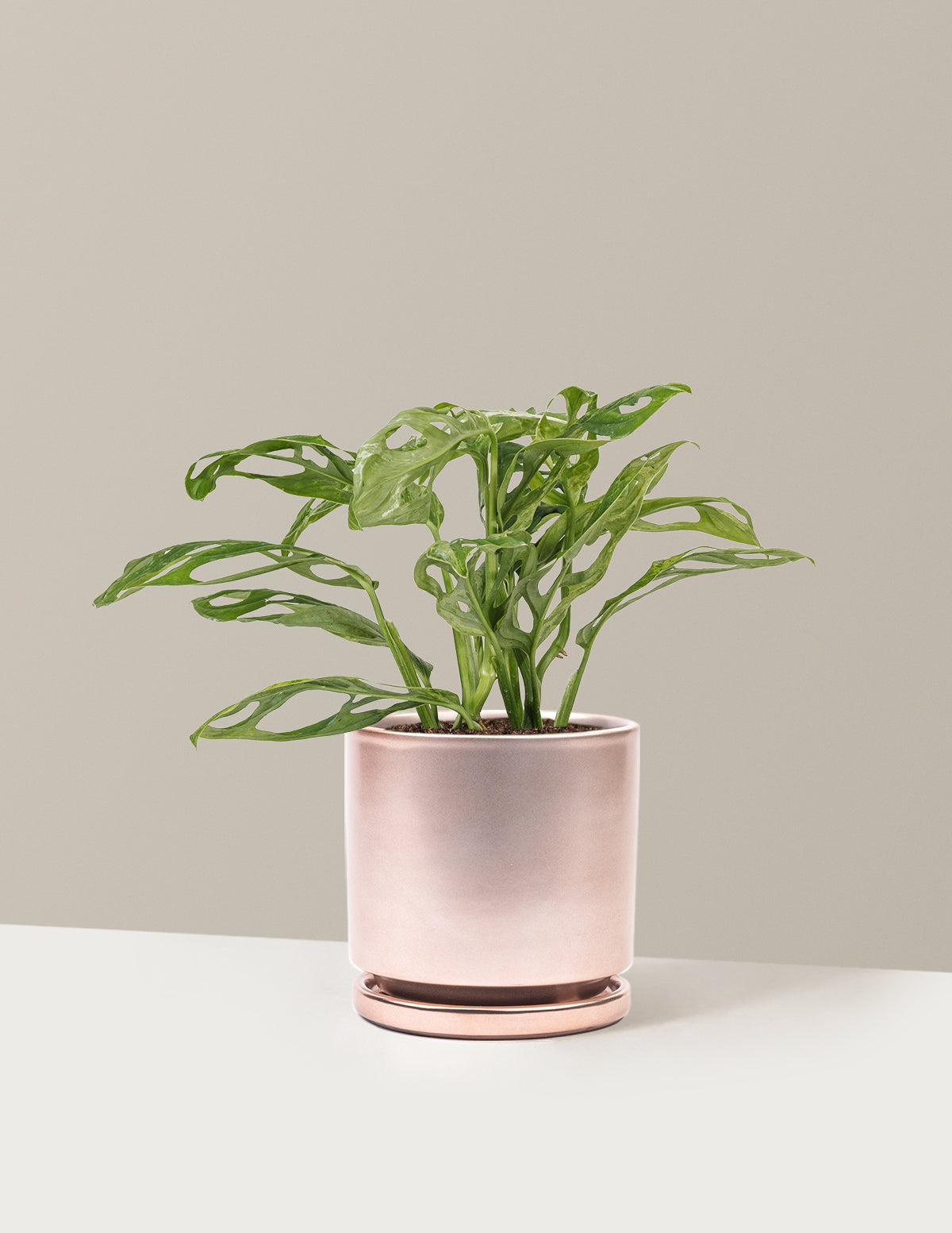 Monstera Adansonii Mint