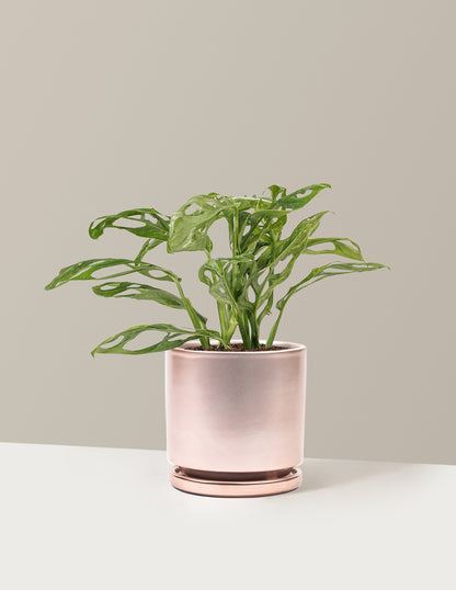 Monstera Adansonii Mint