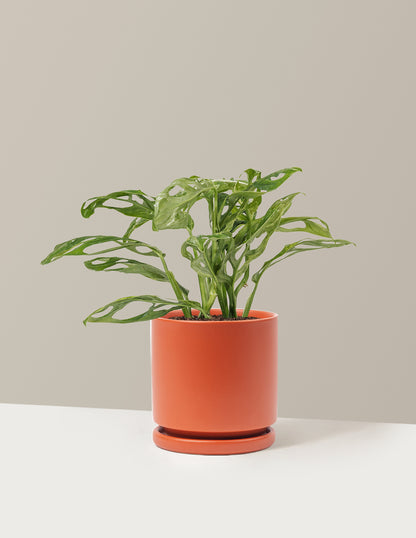 Monstera Adansonii Mint