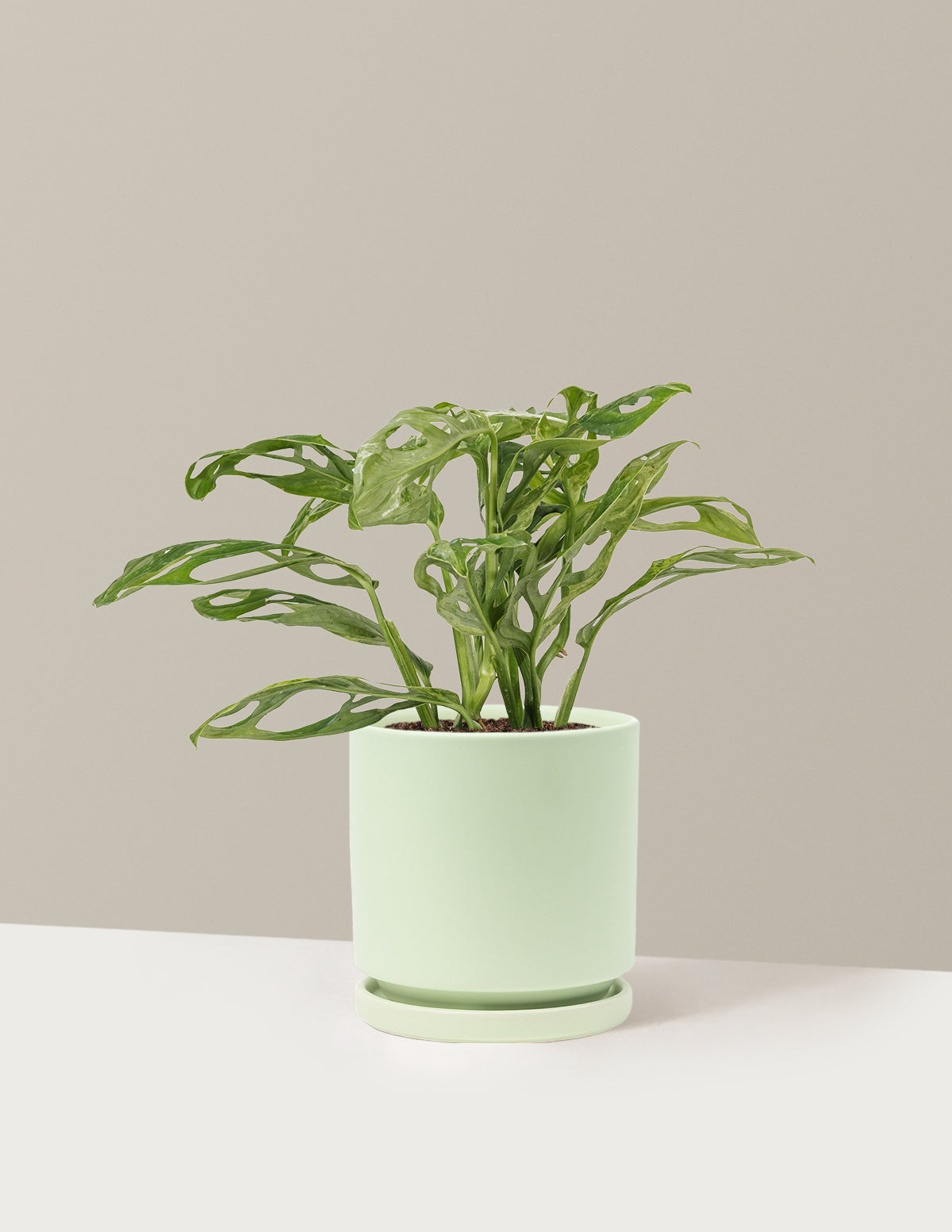 Monstera Adansonii Mint