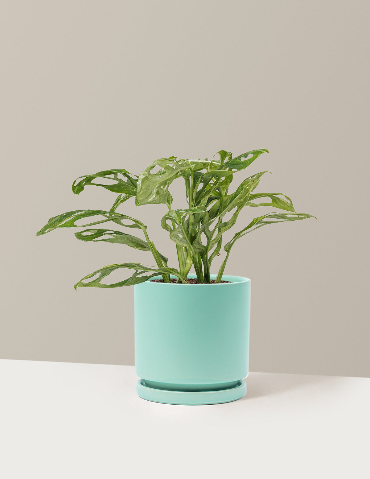 Monstera Adansonii Mint
