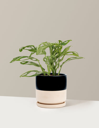 Monstera Adansonii Mint