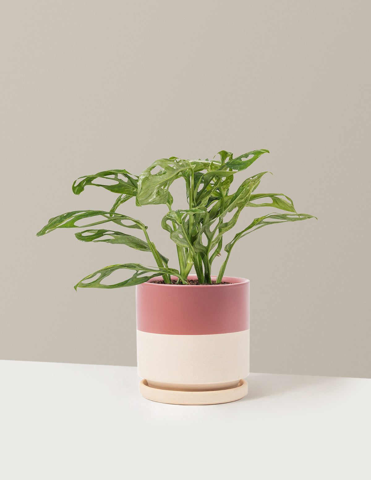 Monstera Adansonii Mint