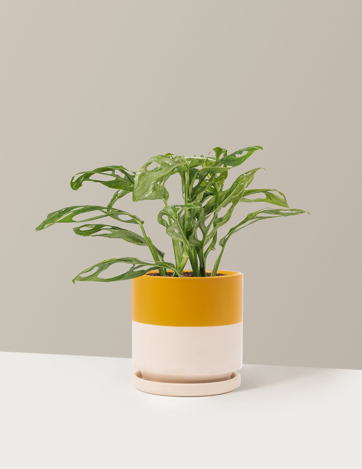 Monstera Adansonii Mint