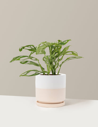 Monstera Adansonii Mint