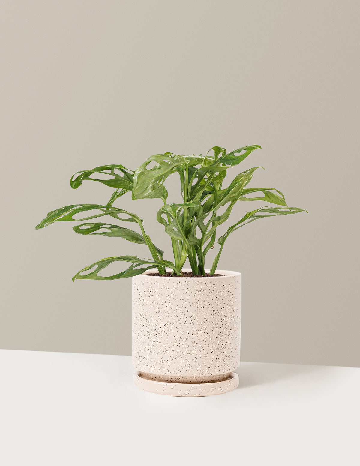 Monstera Adansonii Mint
