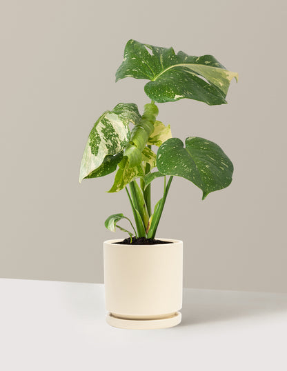 Monstera Thai Constellation