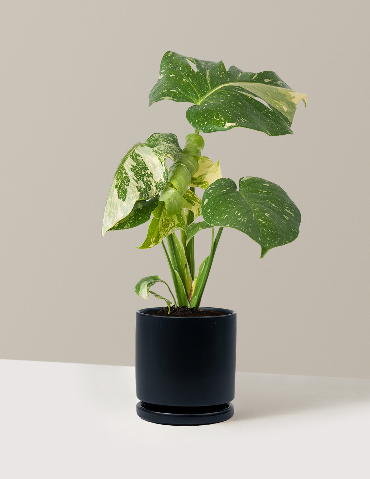 Monstera Thai Constellation