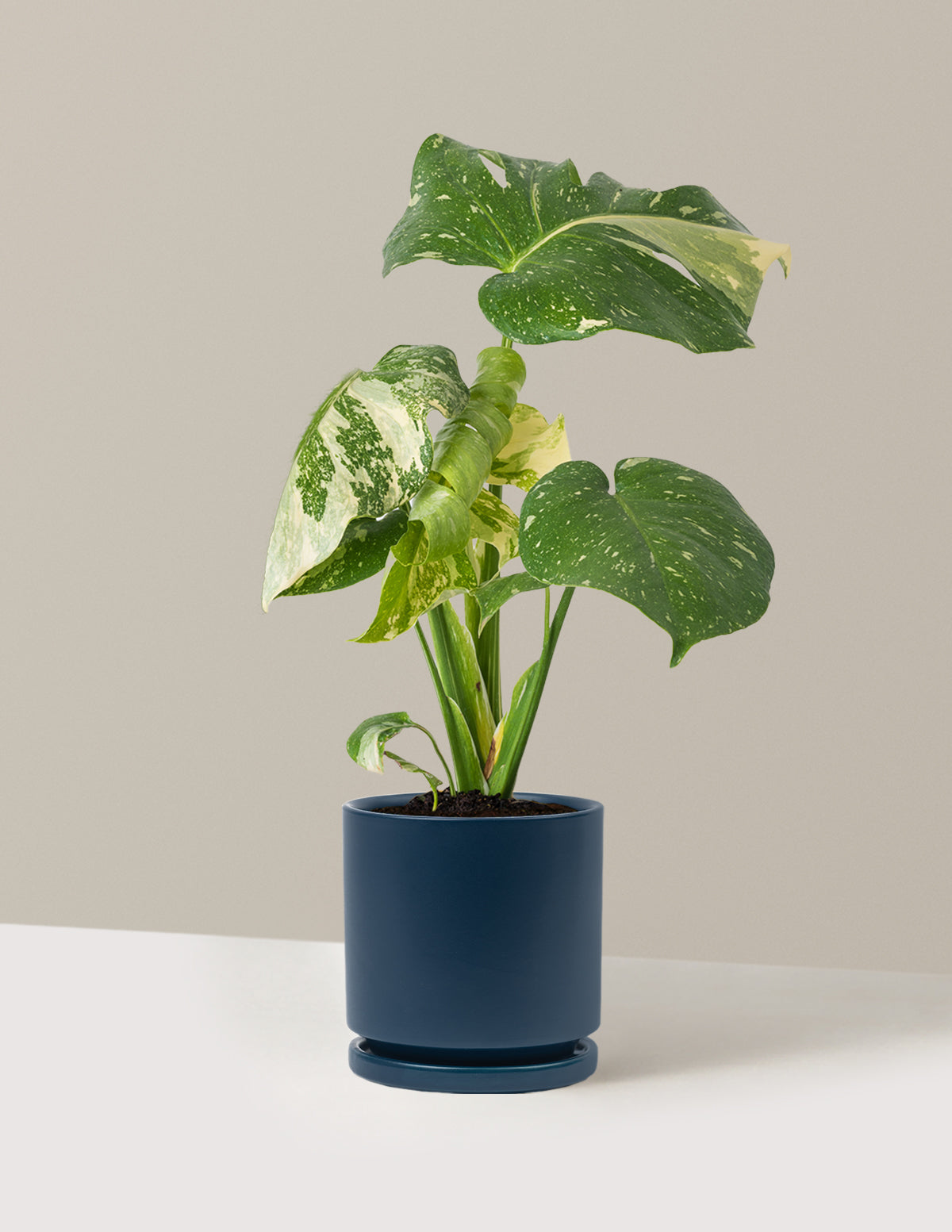 Monstera Thai Constellation