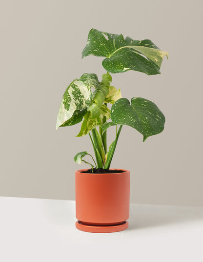 Monstera Thai Constellation