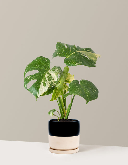 bundle | Medium | Isabella | Top Half Black