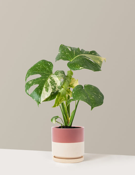 Monstera Thai Constellation