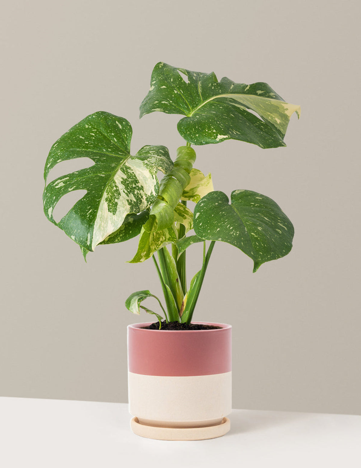 Monstera Thai Constellation