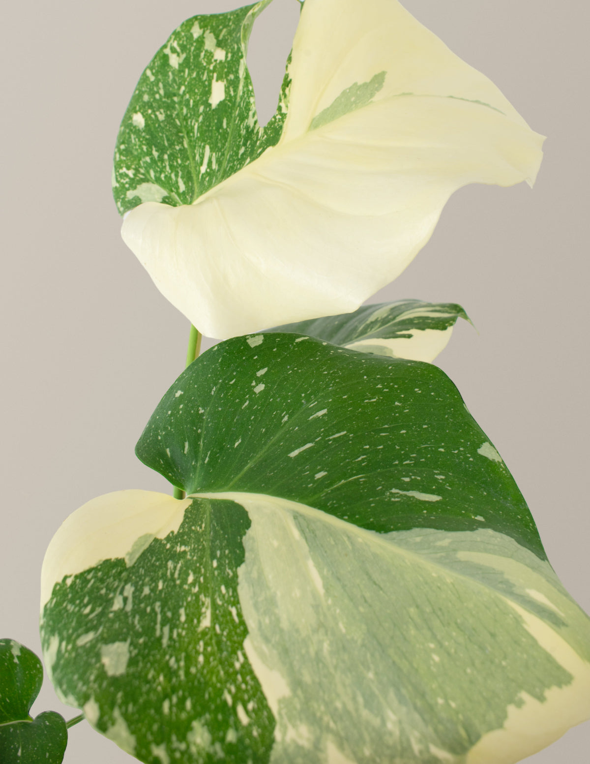 monstera deliciosa thailand Monstera Thai Constellation Houseplant with Planter - Large (2'-3' tall) Cement Grey Planter