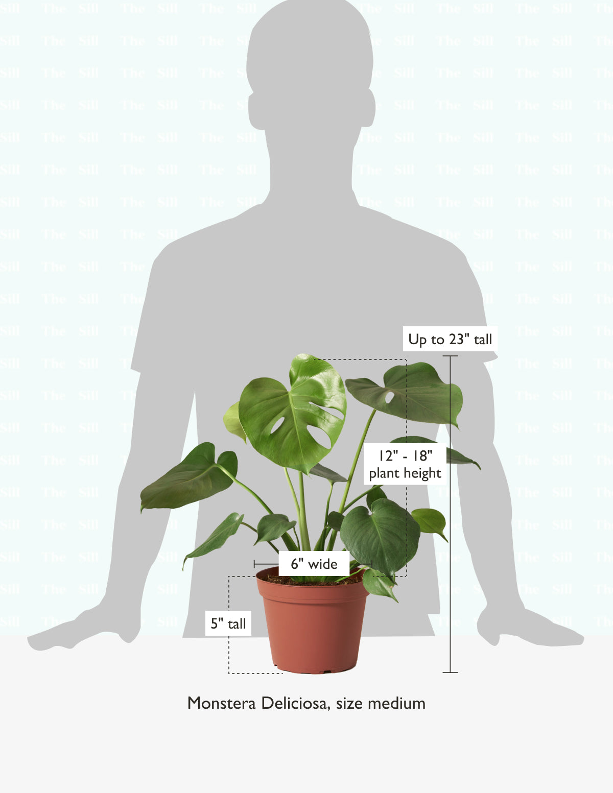 Monstera Deliciosa Houseplants, Medium in Bubblegum