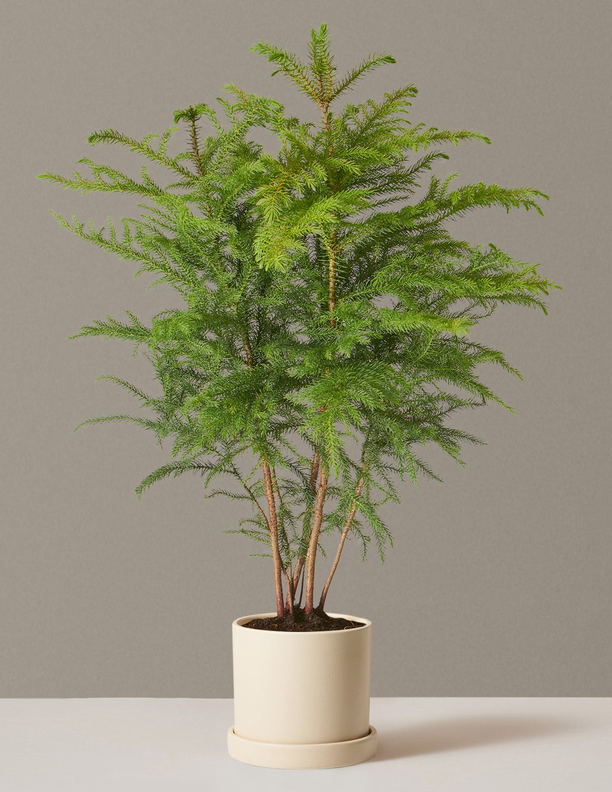 Medium Norfolk Pine in a cream Hyde planter to enhance home decor.