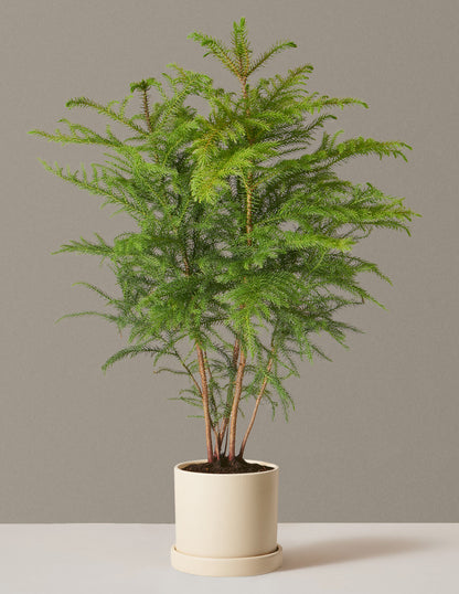 Medium Norfolk Pine in a cream Hyde planter to enhance home decor.