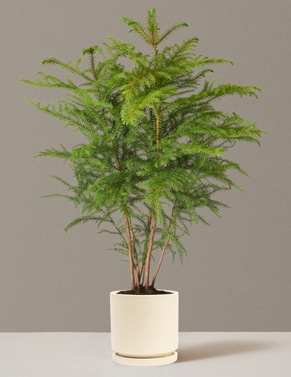 Medium Norfolk Pine in an Isabella Almond pot to enhance your indoor space.