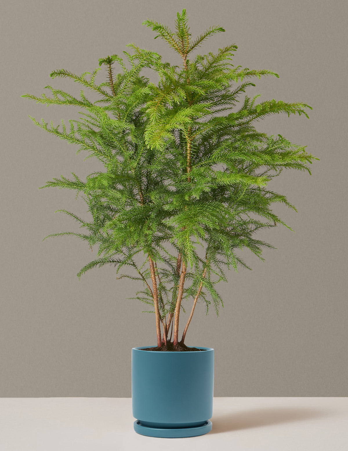 Medium Norfolk Pine in an Antique Teal Isabella pot for a stylish home.