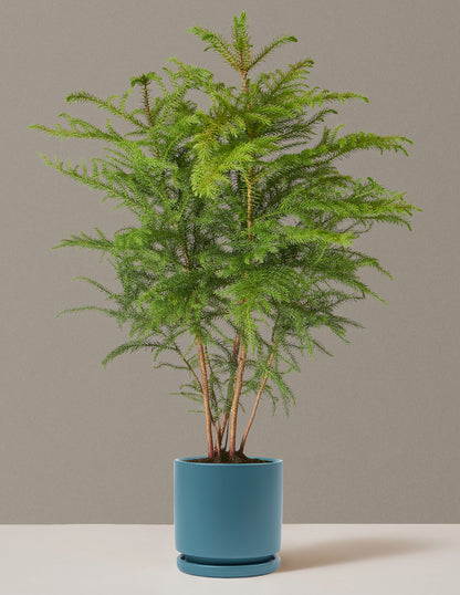 Medium Norfolk Pine in an Antique Teal Isabella pot for a stylish home.