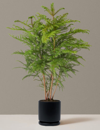 Medium Norfolk Pine in a black Isabella pot enhances any indoor space.