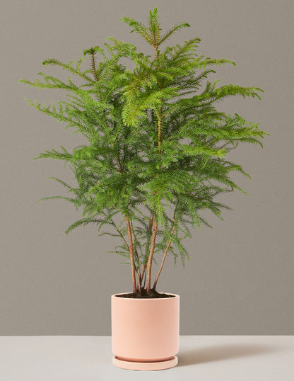 Medium Norfolk Pine in a blush Isabella pot to brighten any room.