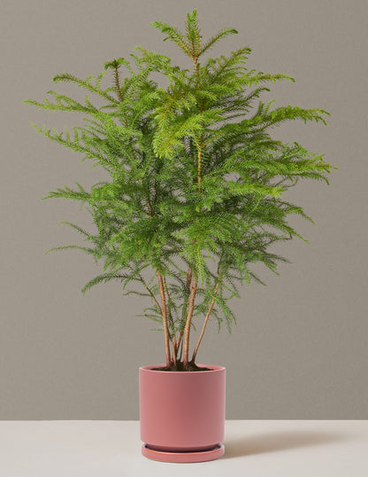 Medium Norfolk Pine in a dusty rose Isabella planter, perfect for home decor.
