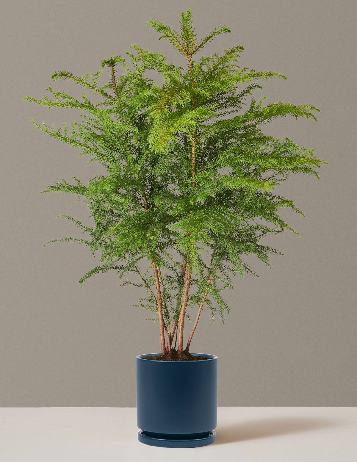 Easy-care Norfolk Pine in a stylish midnight blue pot brightens your home.