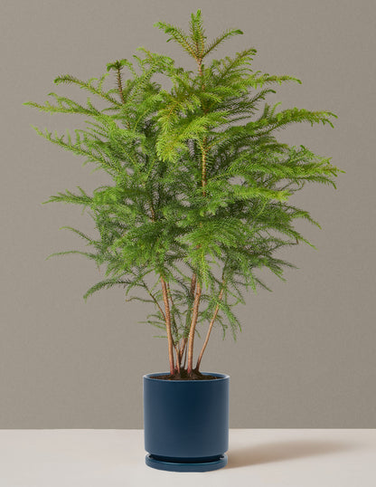 Easy-care Norfolk Pine in a stylish midnight blue pot brightens your home.