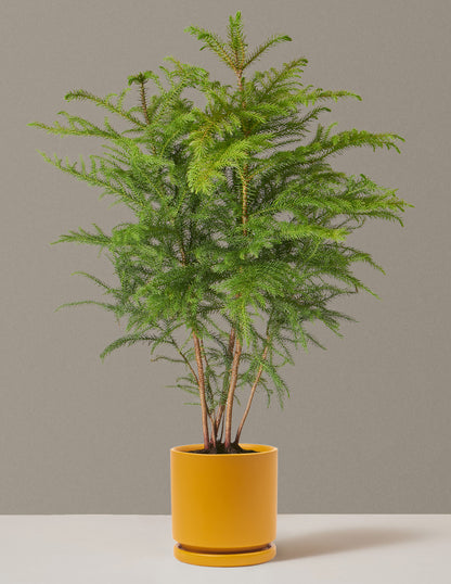 Medium Norfolk Pine in mustard pot adds natural beauty indoors.