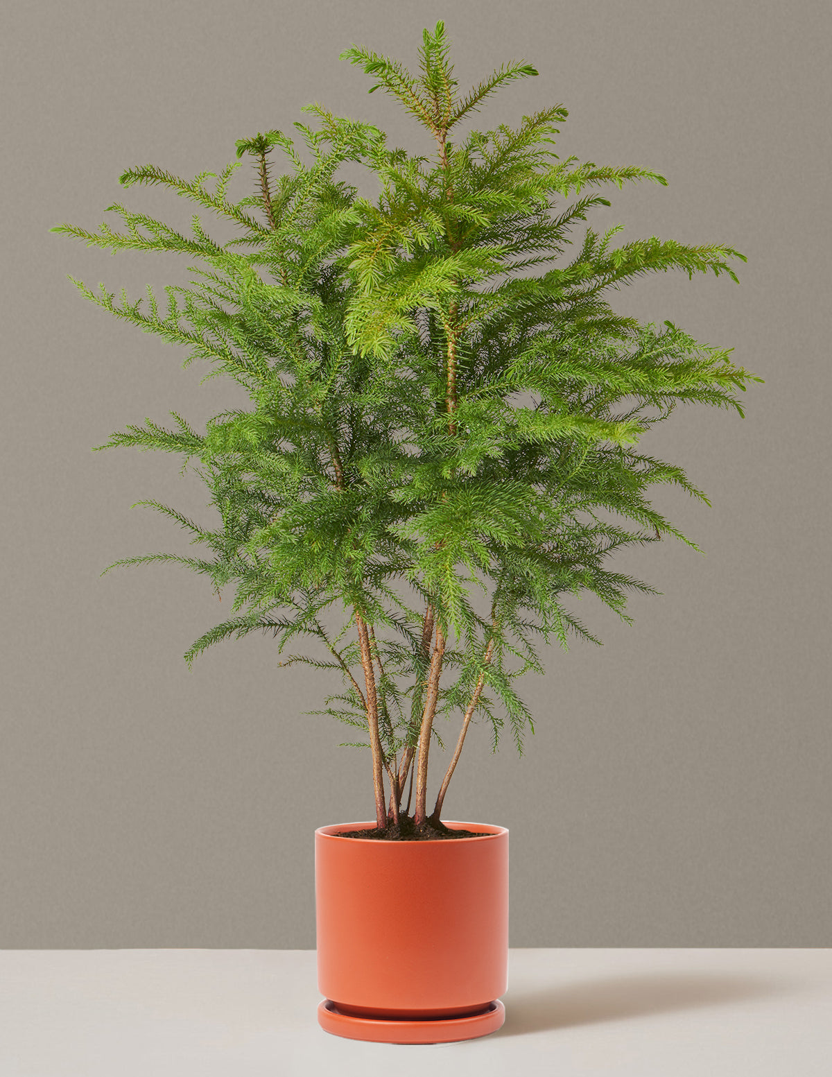 Medium Norfolk Pine in an Isabella Rust pot to enhance your home decor.