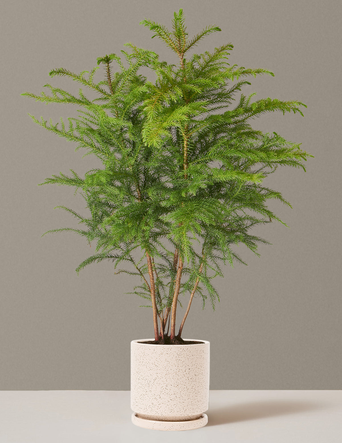 Medium Norfolk Pine in a white Isabella planter to enhance your home decor.