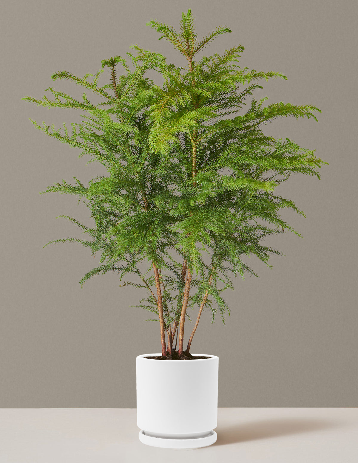 Norfolk Island Pine