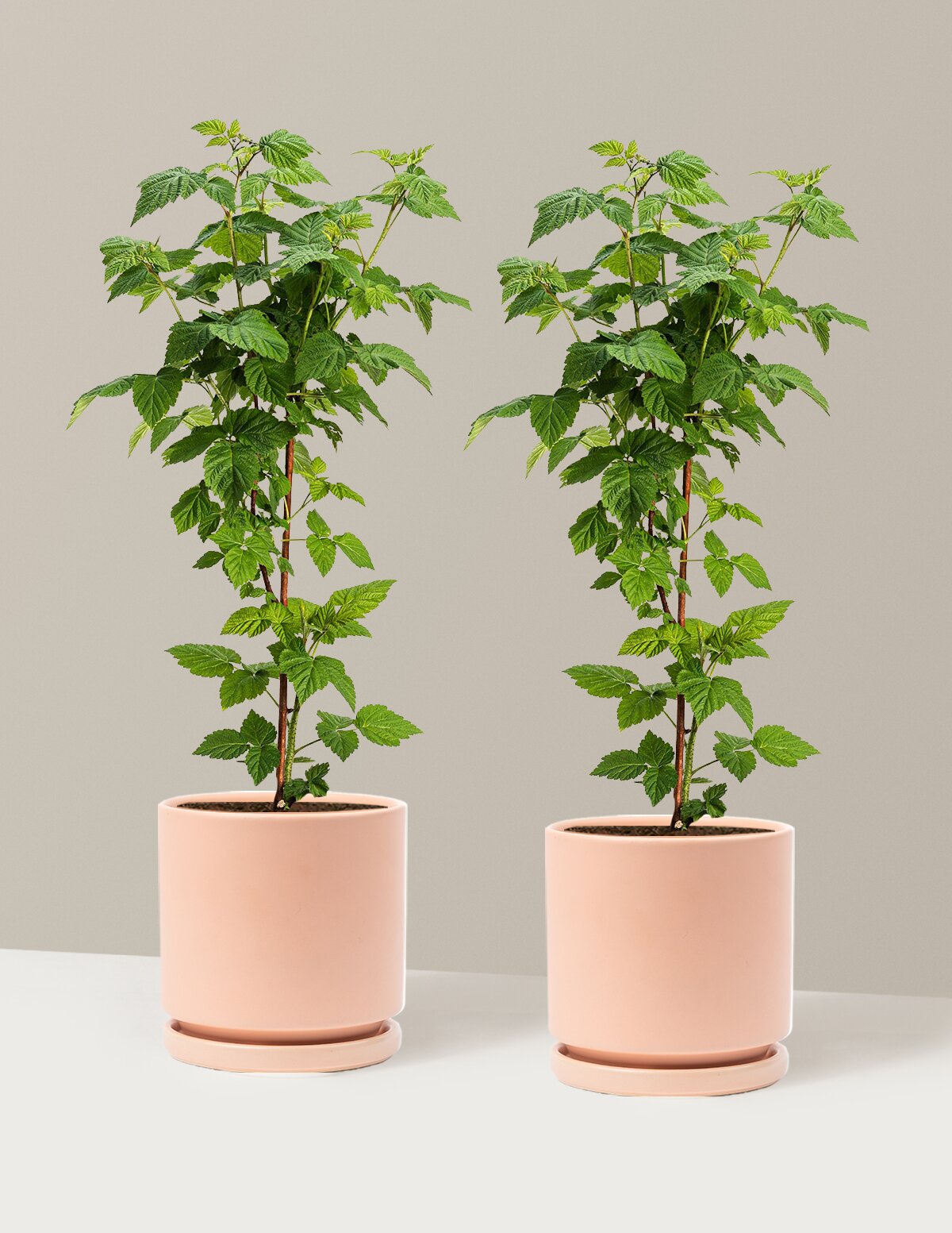 Nova Red Raspberry Plant
