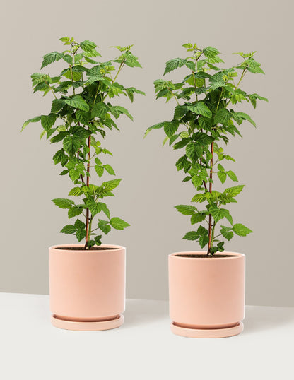 Nova Red Raspberry Plant