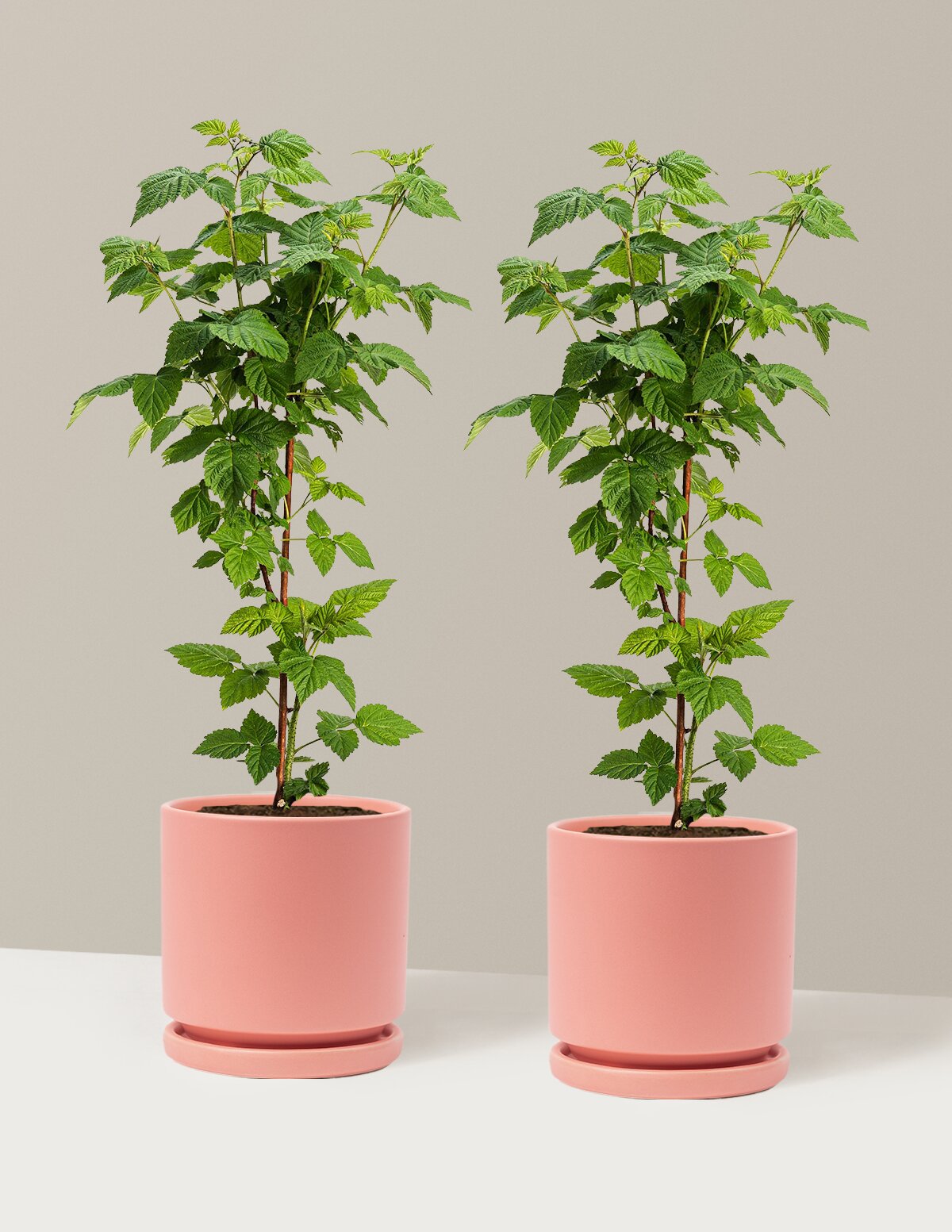Nova Red Raspberry Plant