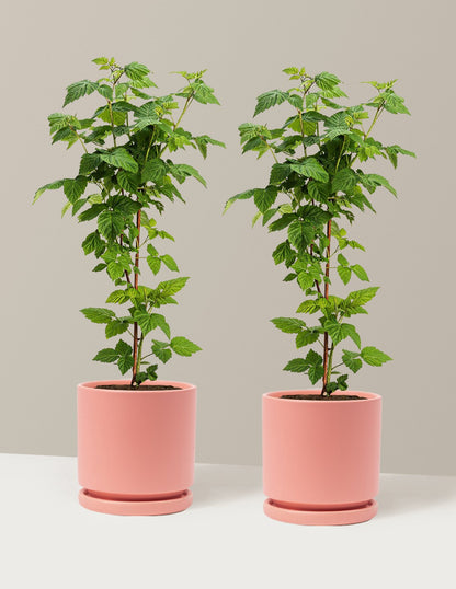 Nova Red Raspberry Plant