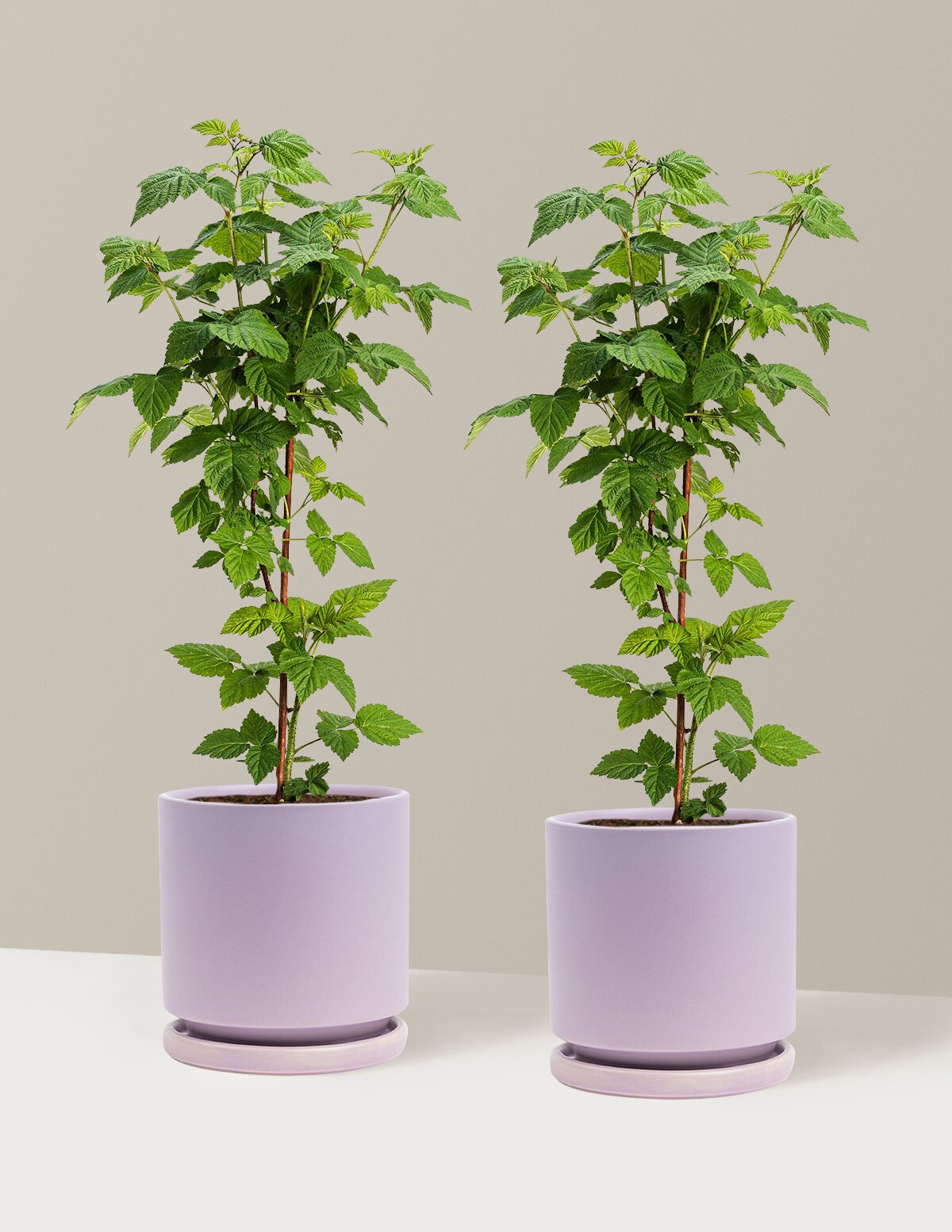 Nova Red Raspberry Plant
