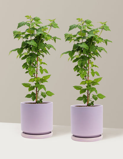 Nova Red Raspberry Plant