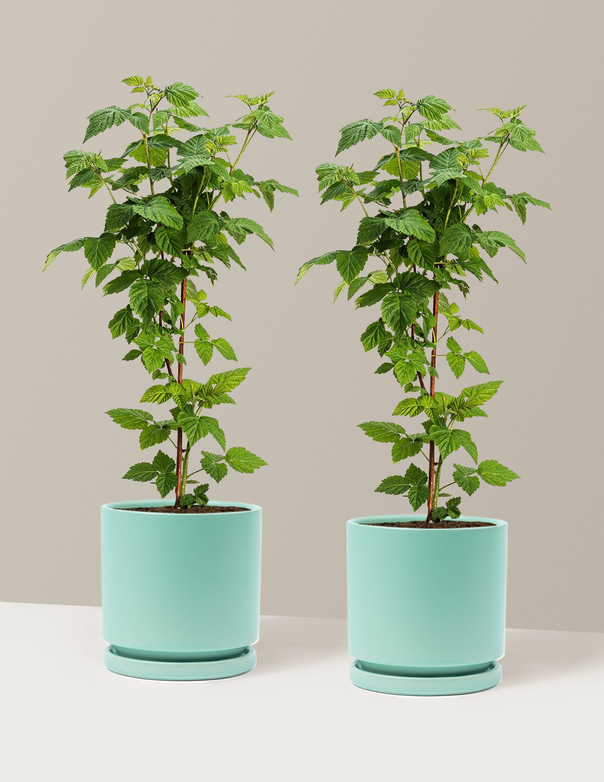Nova Red Raspberry Plant