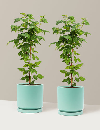Nova Red Raspberry Plant