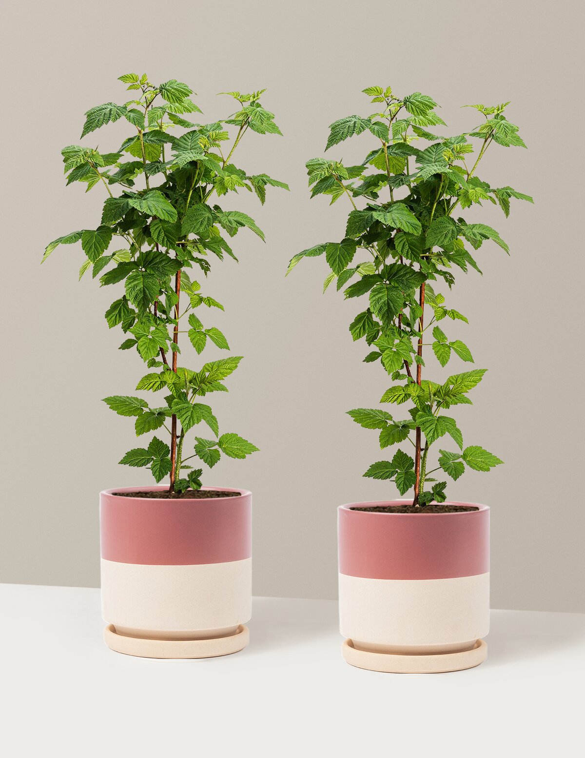 Nova Red Raspberry Plant