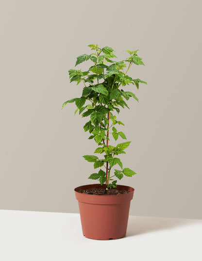 Nova Red Raspberry Plant