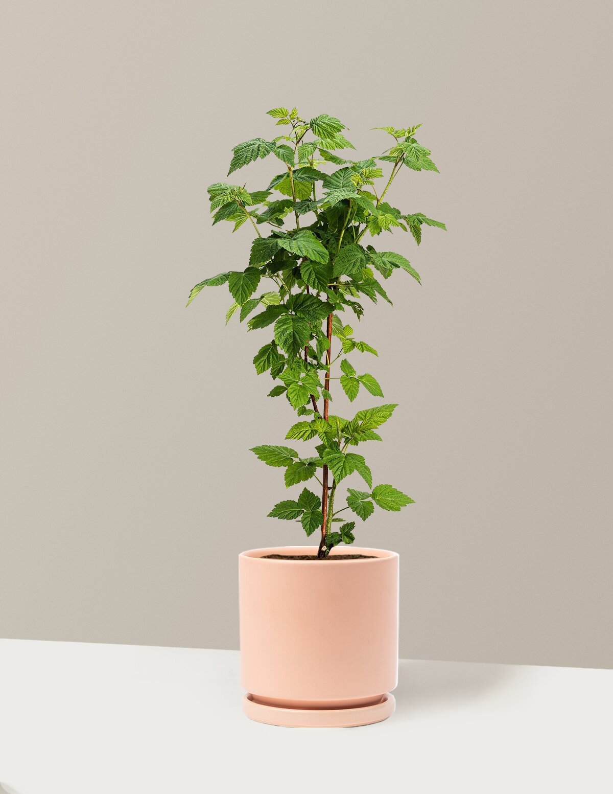 Nova Red Raspberry Plant