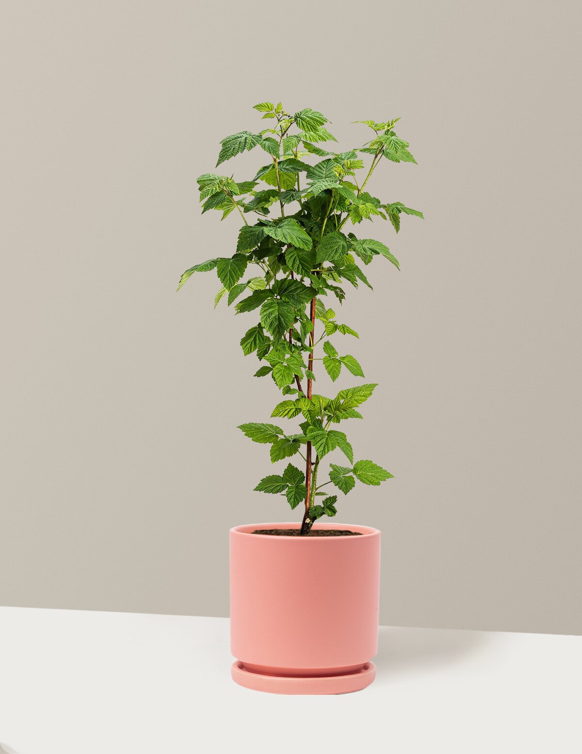 Nova Red Raspberry Plant