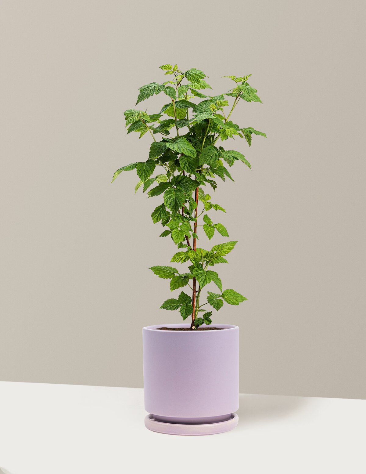 Nova Red Raspberry Plant