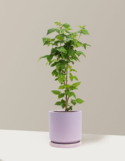 Nova Red Raspberry Plant