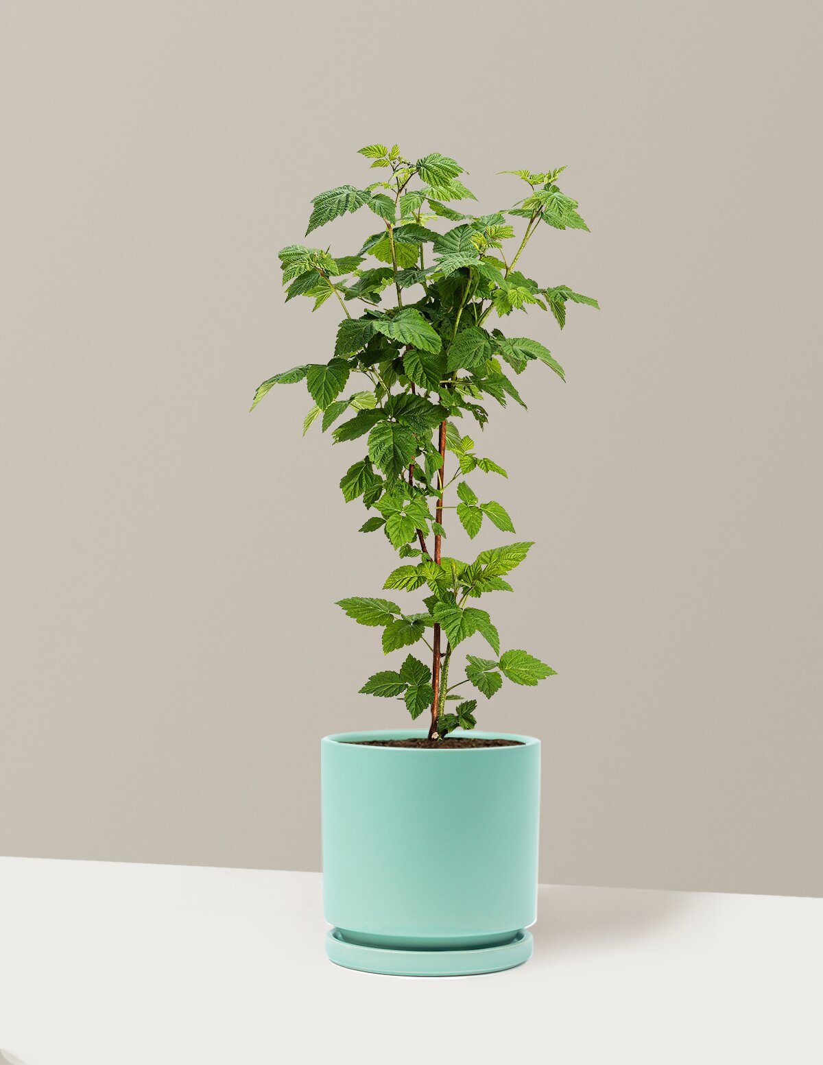 Nova Red Raspberry Plant
