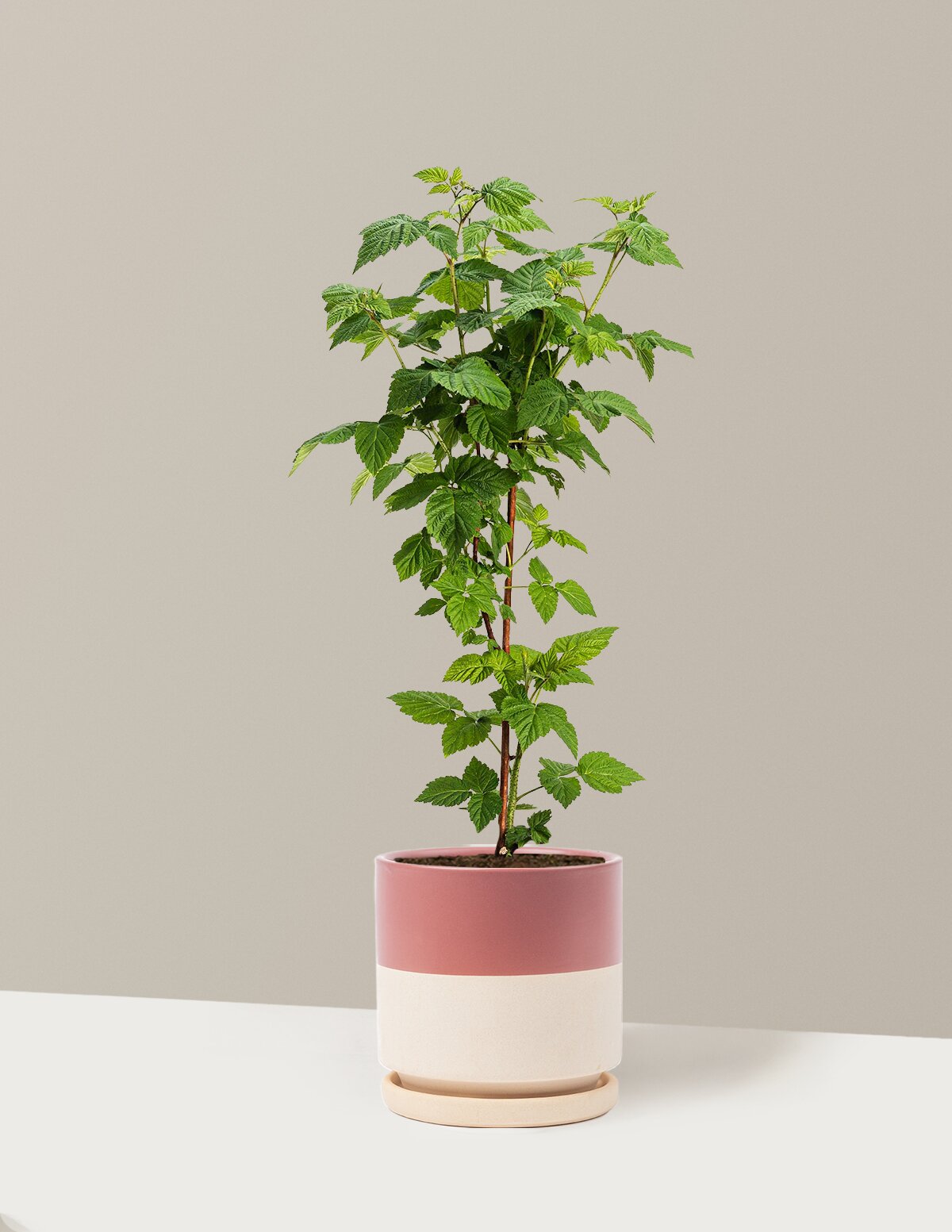 Nova Red Raspberry Plant