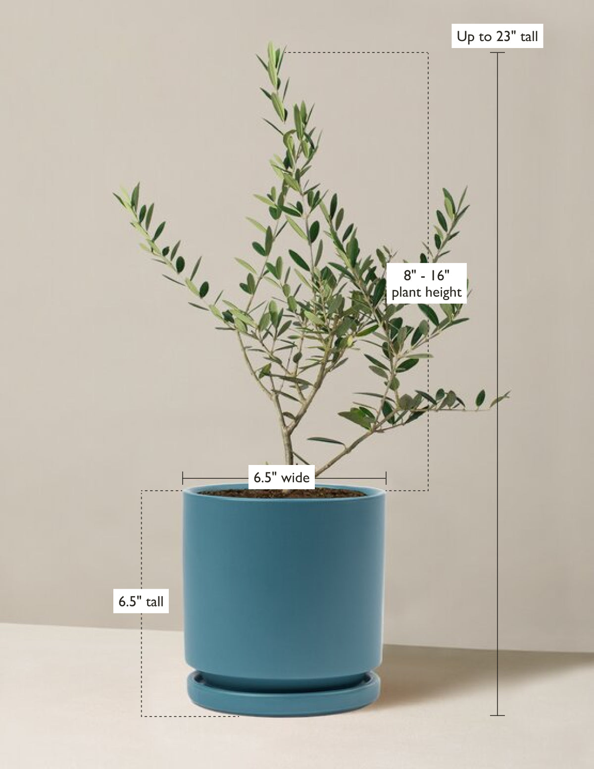 Olive Tree (Copy)